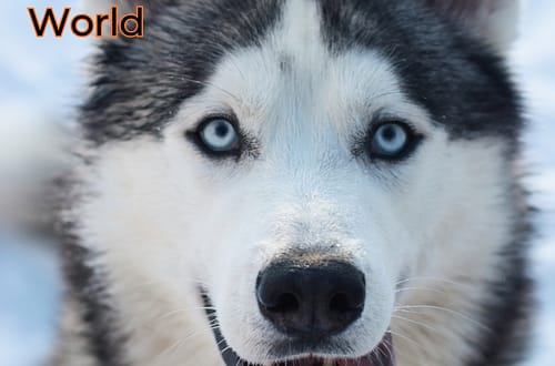 The Husky's Surprising History