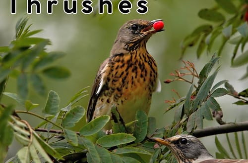 Winter's Lovely Guests: Thrushes