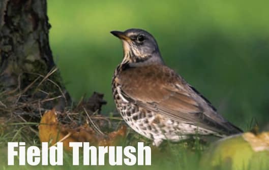 The field thrush is one of the most commonly seen juniper species in winter.
