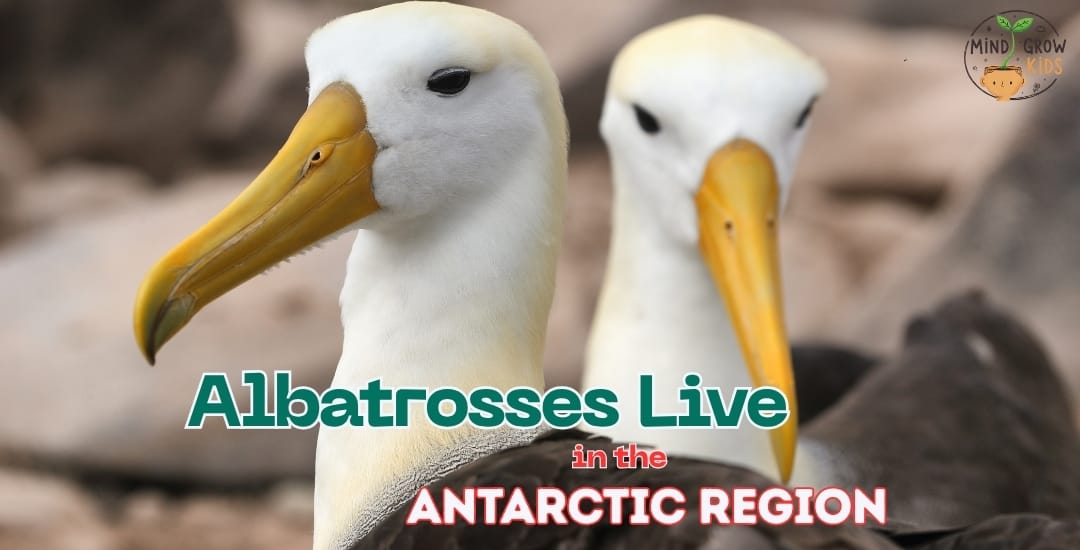 Albatrosses Live