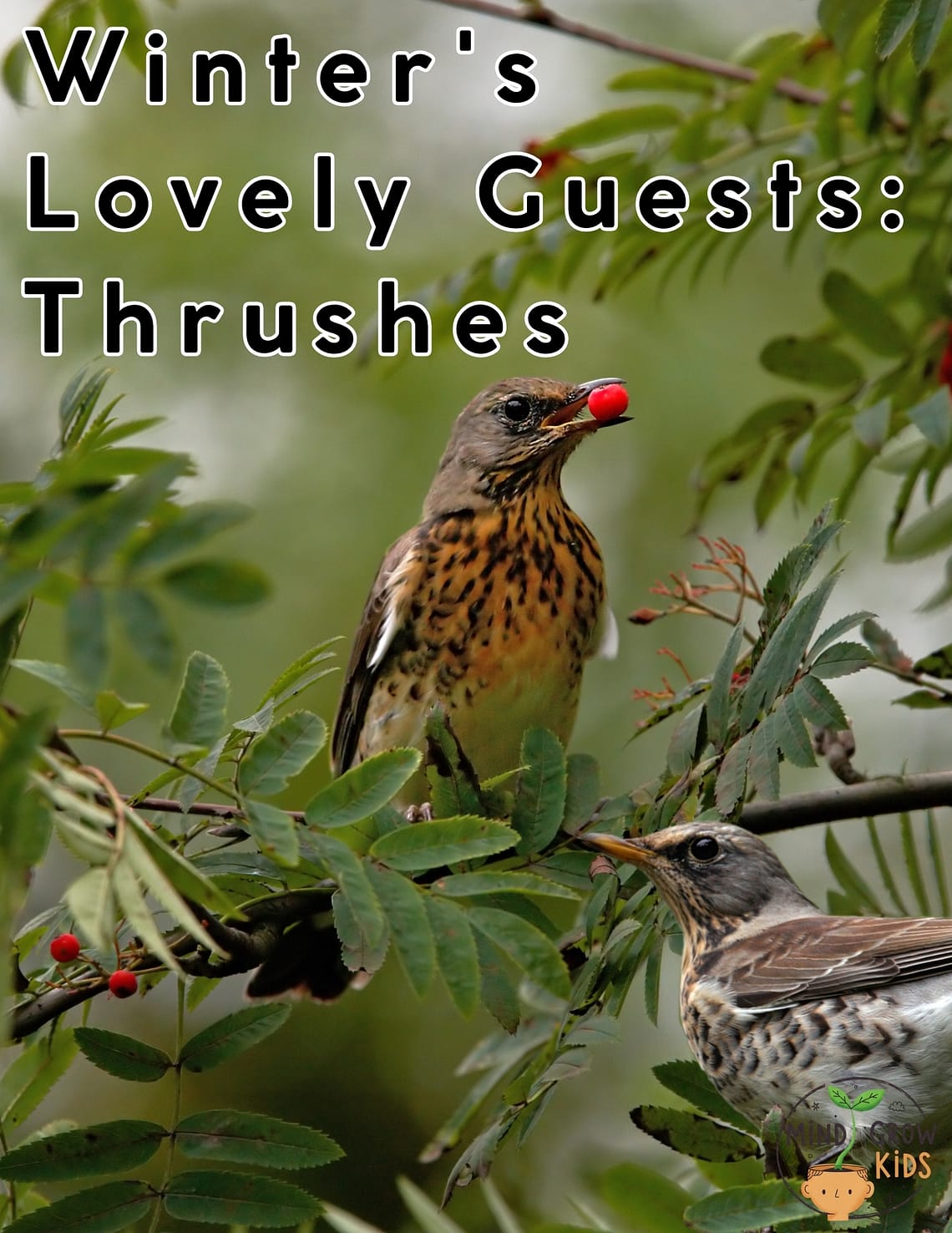 Winter's Lovely Guests: Thrushes