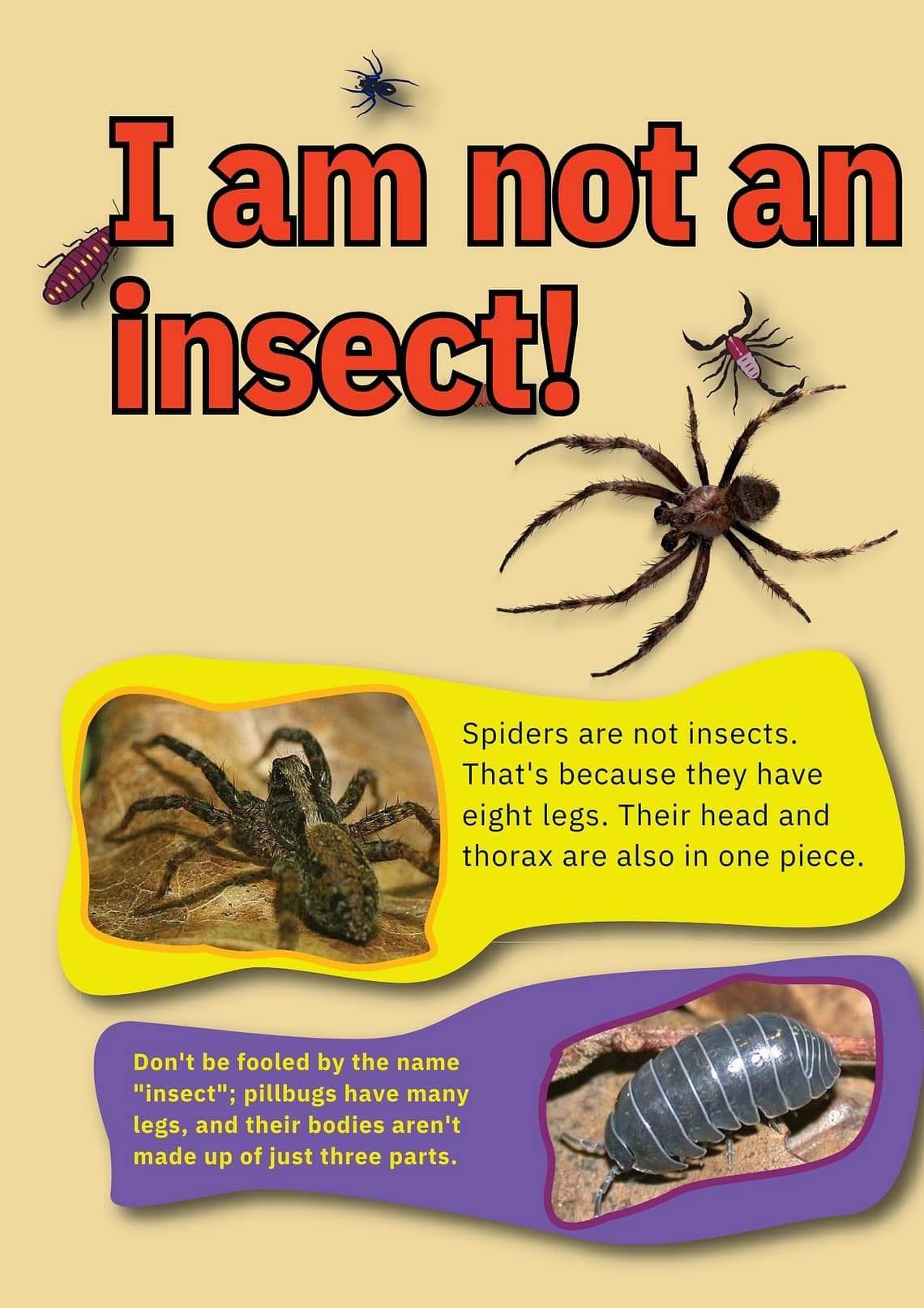 ı am not an insect
