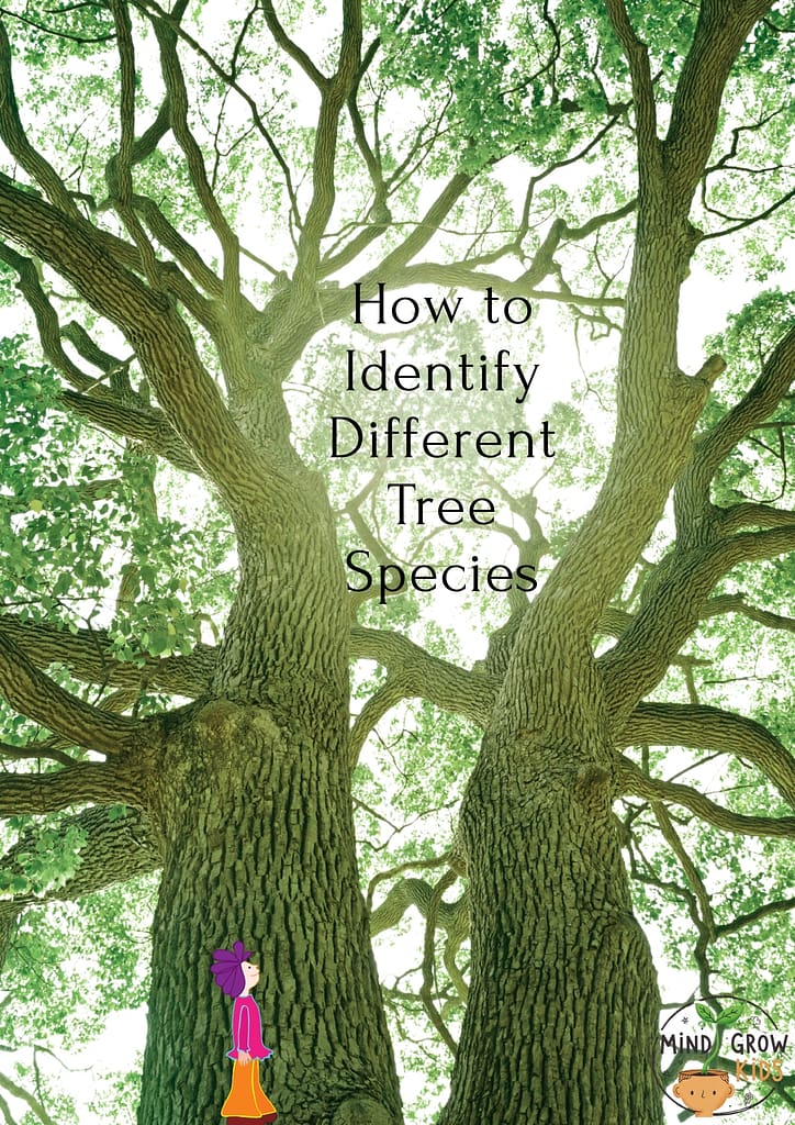 The color and texture of each tree's trunk are unique: 