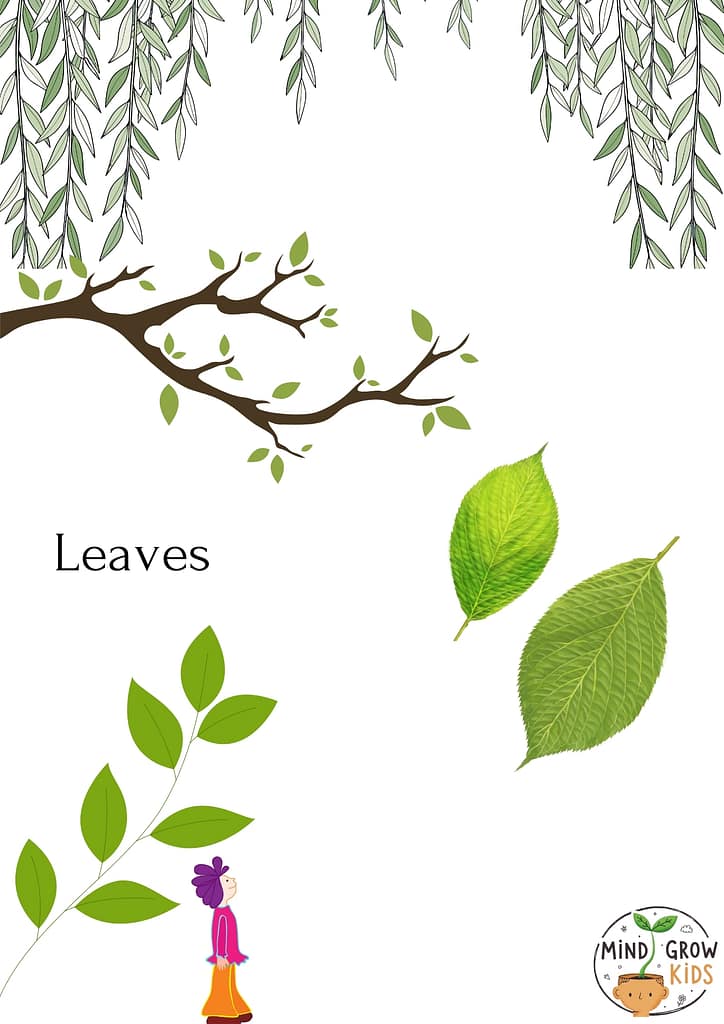 The most important clue to identifying a tree is the shape of its leaves