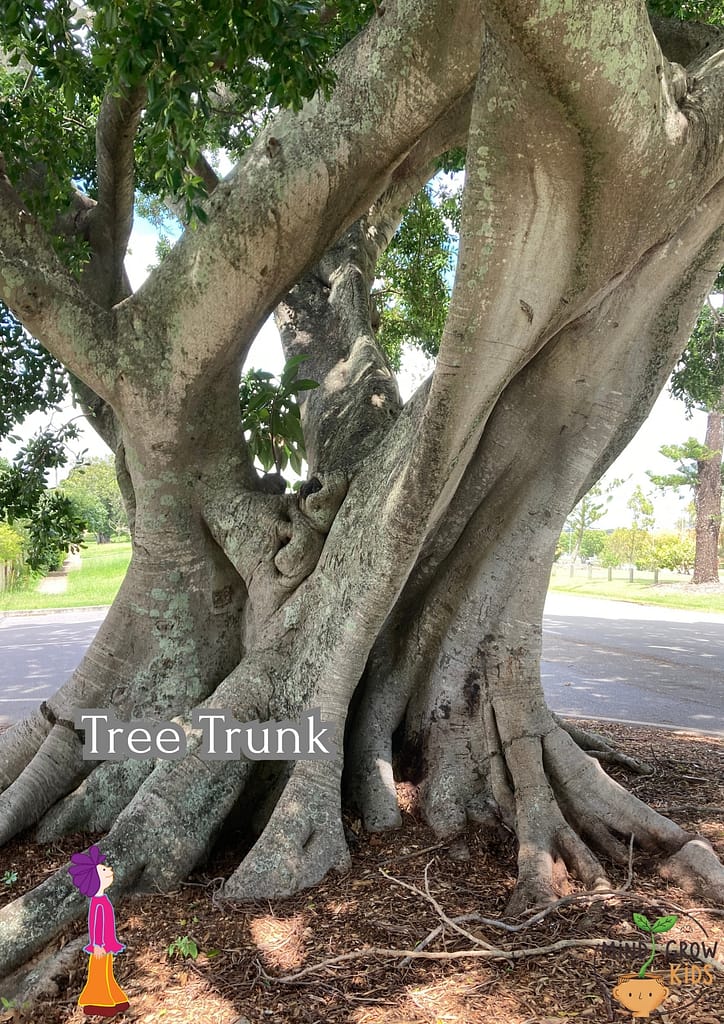The trunks of trees have very special and unique features.