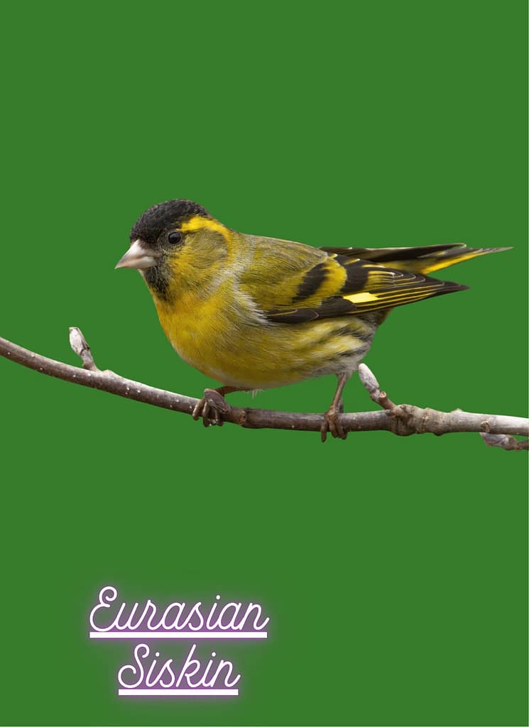 My name is "Siskin Bird"