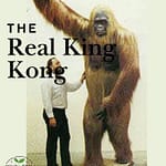 King kong