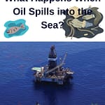 what happened when oil