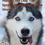 The Husky's Surprising History