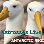Albatrosses Live