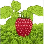 A Forest Fruit: Raspberry