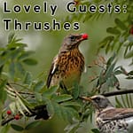 Winter's Lovely Guests: Thrushes