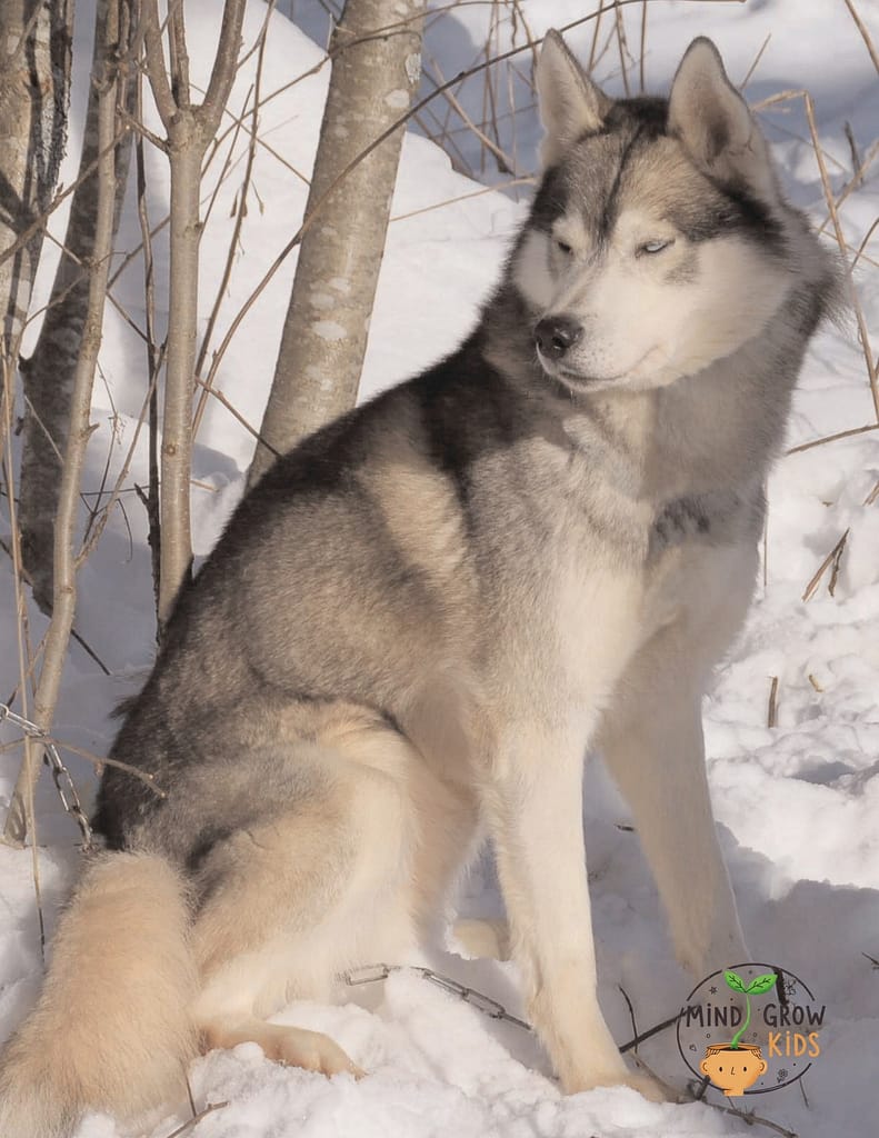 The most famous of these is Leonhard Seppala, whose name has become almost legendary today. Seppala, born in Norway, immigrated to Alaska in the early 1900s