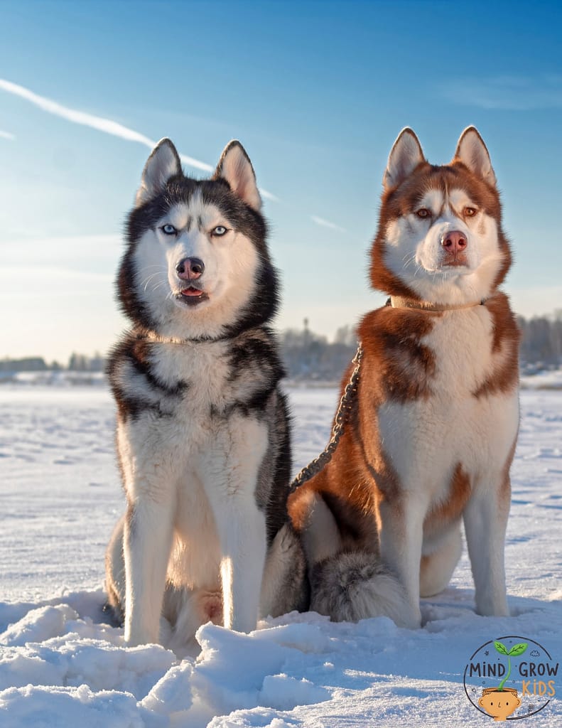 Siberian huskies is their eye color