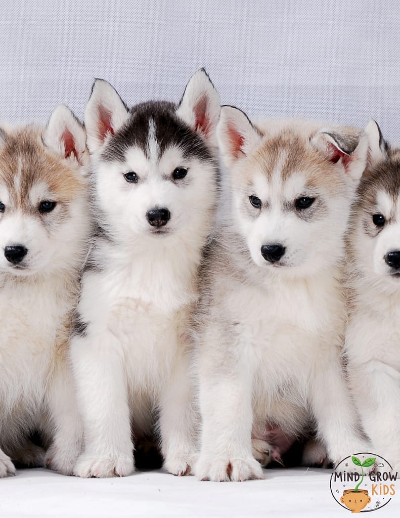 The Husky's dogs