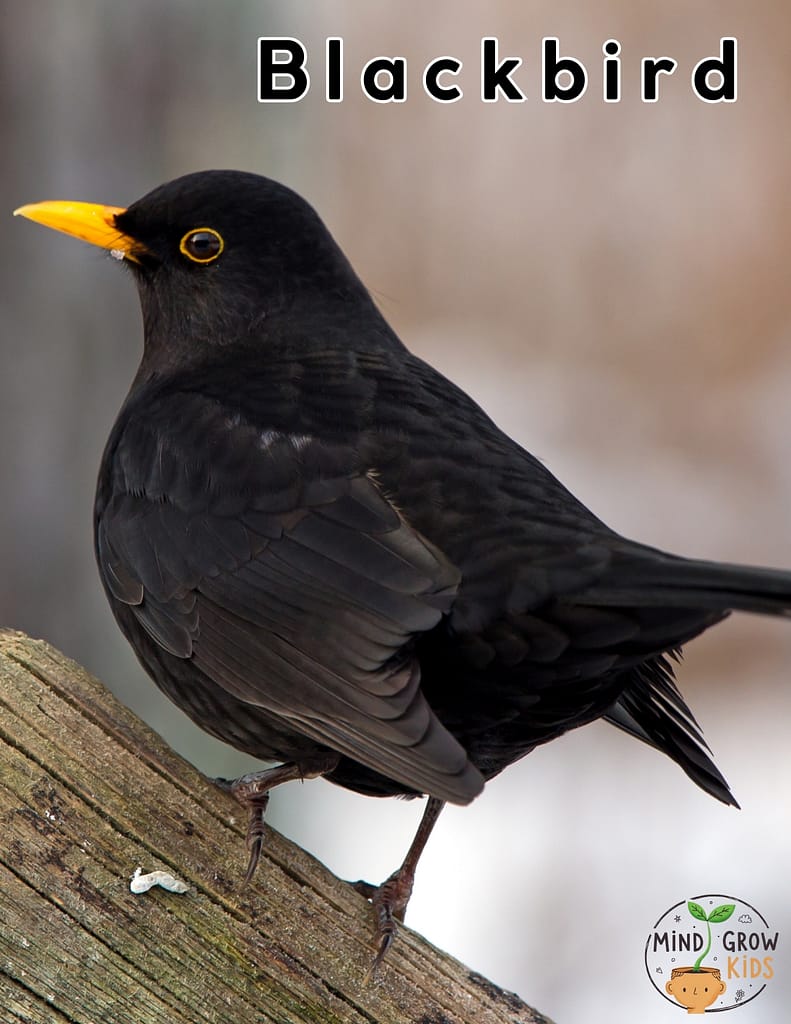 It is seen in wooded and brushy areas. Its calls can be heard in winter. It is the thrush with the most beautiful song.