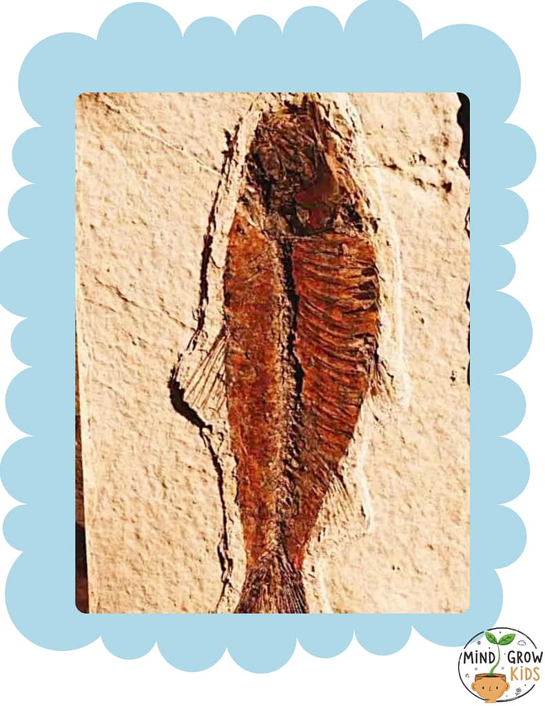 Fossils are like books that teach us different kinds of history.