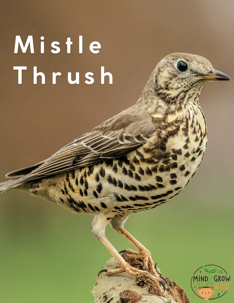 The mistle thrush is the largest species of thrush found in Türkiye. It can be seen year-round in our country.It is easier to find in winter and travels in flocks. Like other juniper species, it prefers wooded and shrubby areas. Males and females are similar.