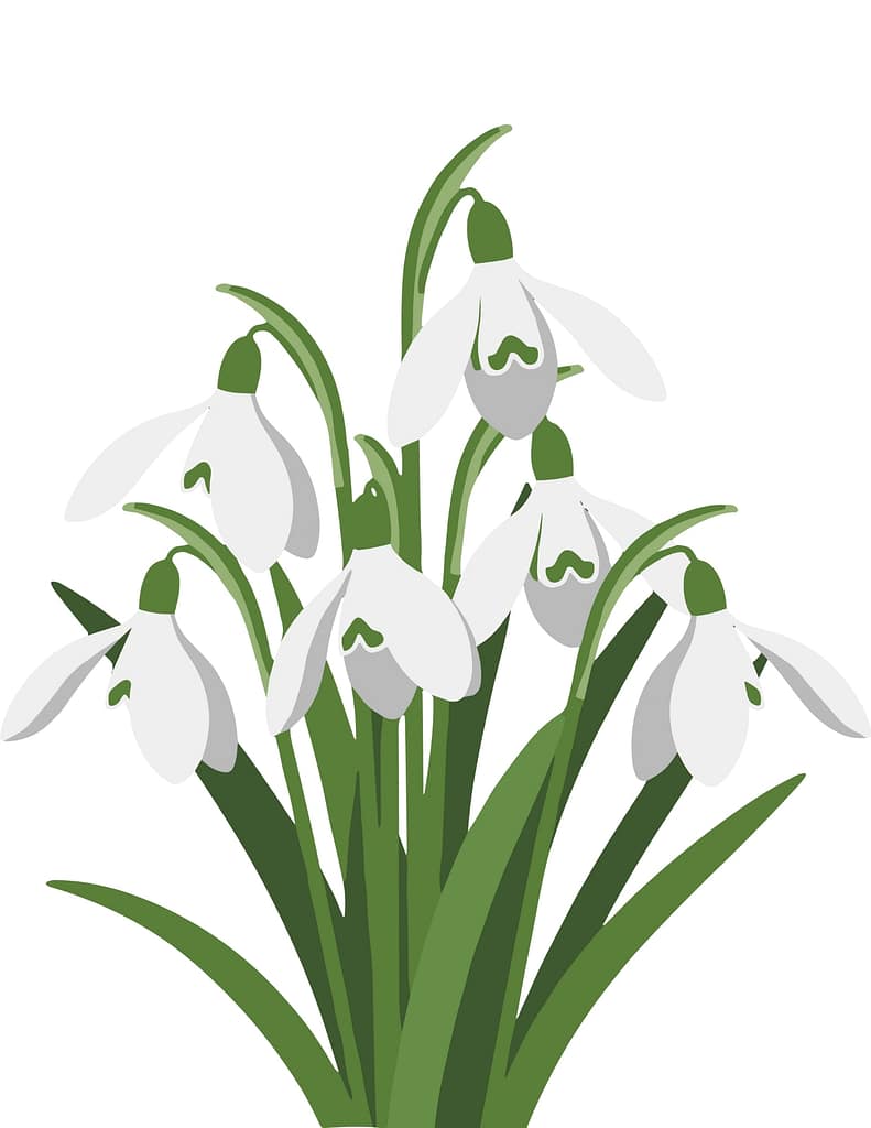 The blooming of snowdrops is one of the signs that spring is approaching, and it's very good news
