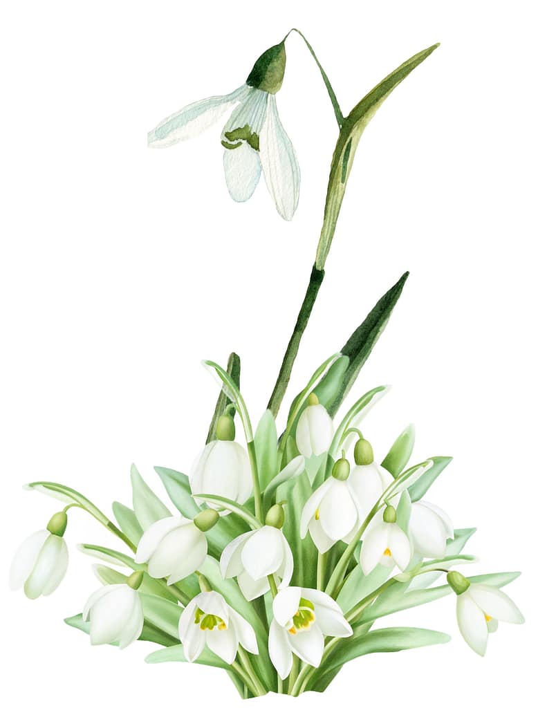 Snowdrop flowers have lower petals