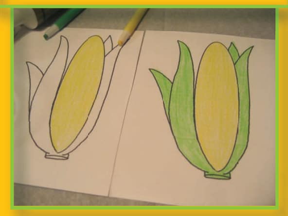 First, draw a picture of a corn plantand color it.