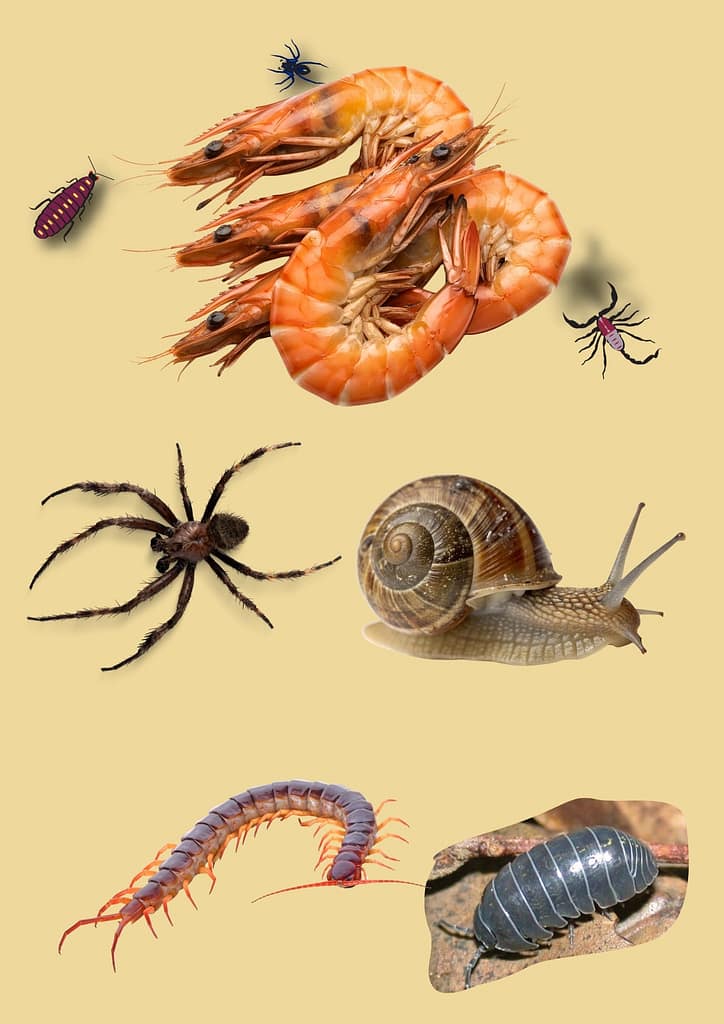Animals Mistaken for Insects