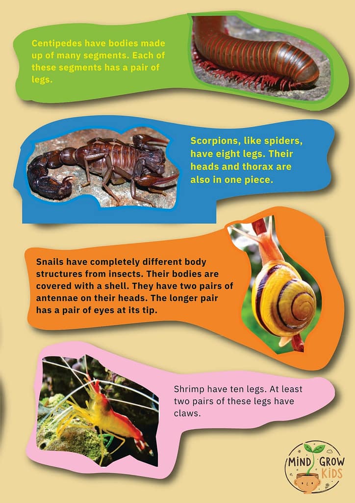 Many people simply call every small animal they see a "bug."