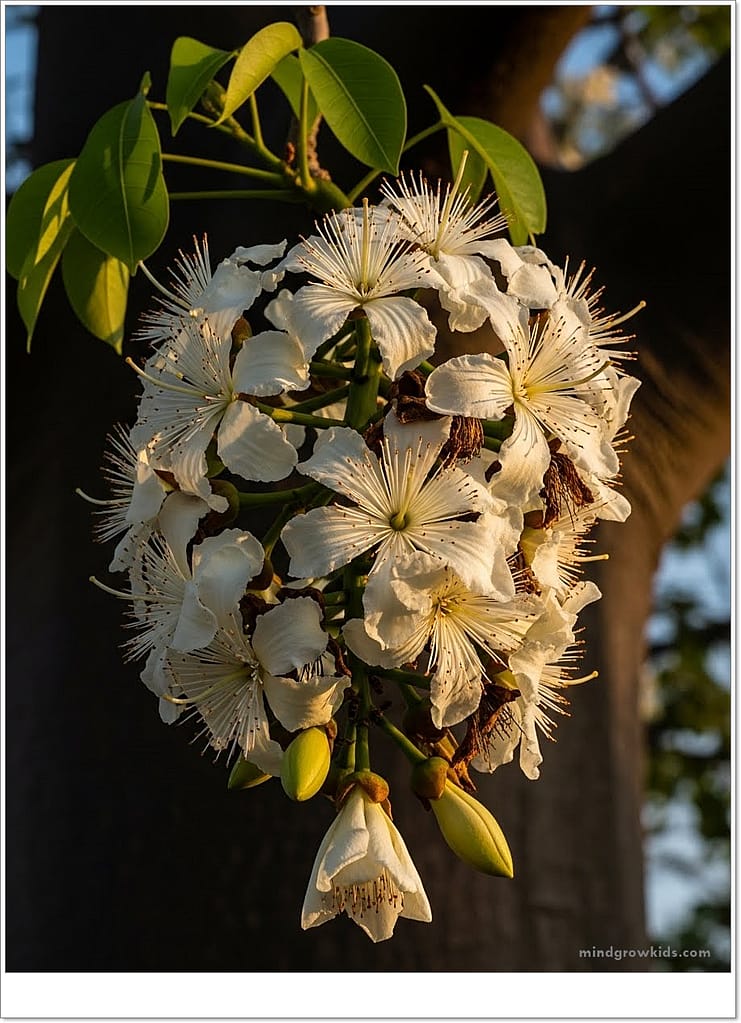 Baobabs bloom with large, pure white flowers between October and December. The fragrant flowers, which open in the evening, wilt within 24 hours.