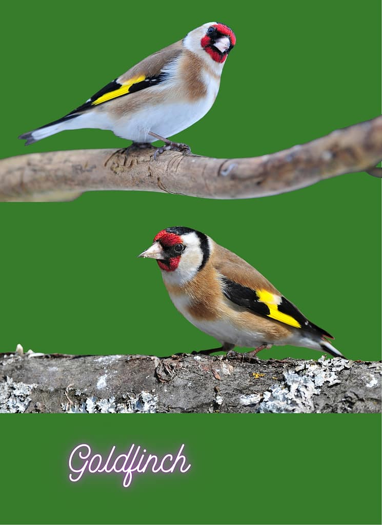 Goldfinch