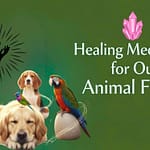A very simple healing exercise you can do at home for our animal friends.