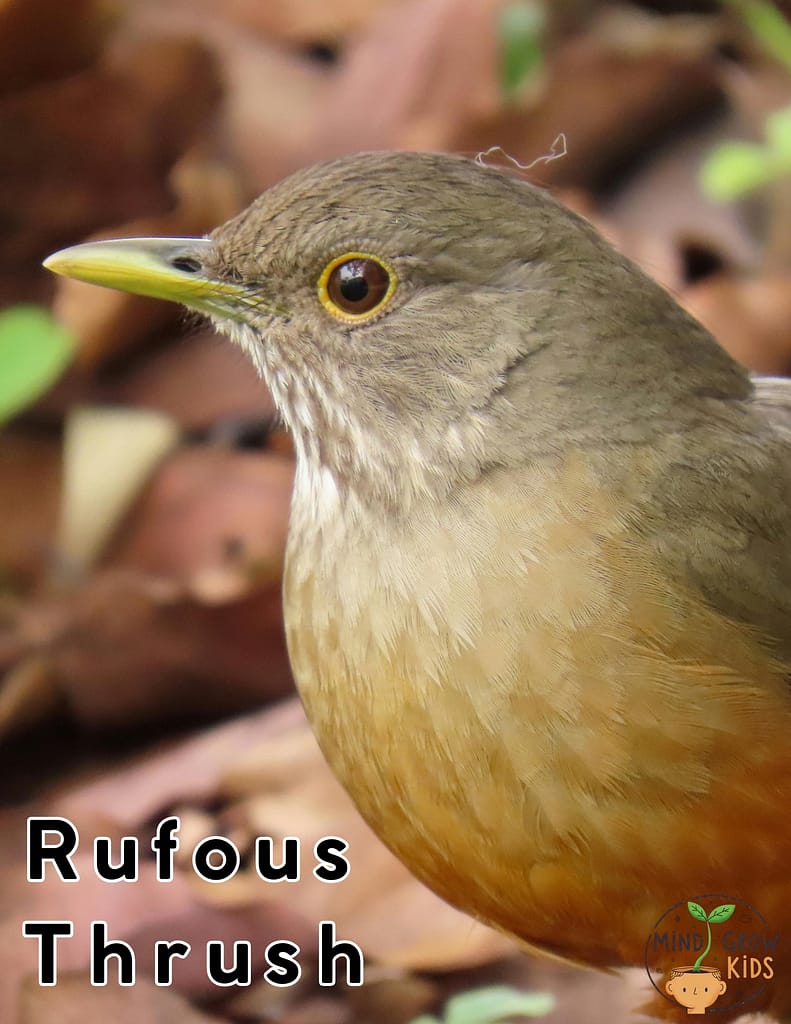 This is the thrush species that birdwatchers most often want to see.  