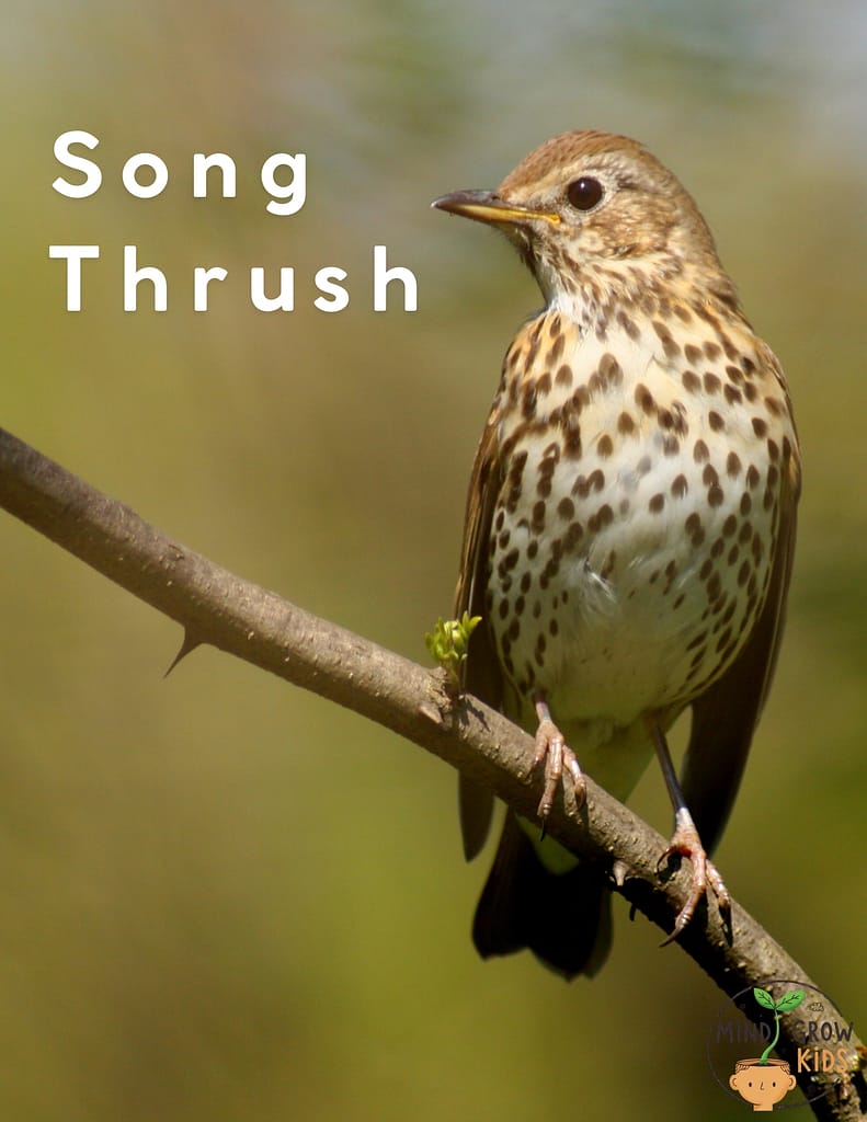 The Song Thrush is more delicate-looking than other thrushes. Males and females are similar. It prefers forested areas. It is also seen in parks and gardens in winter.