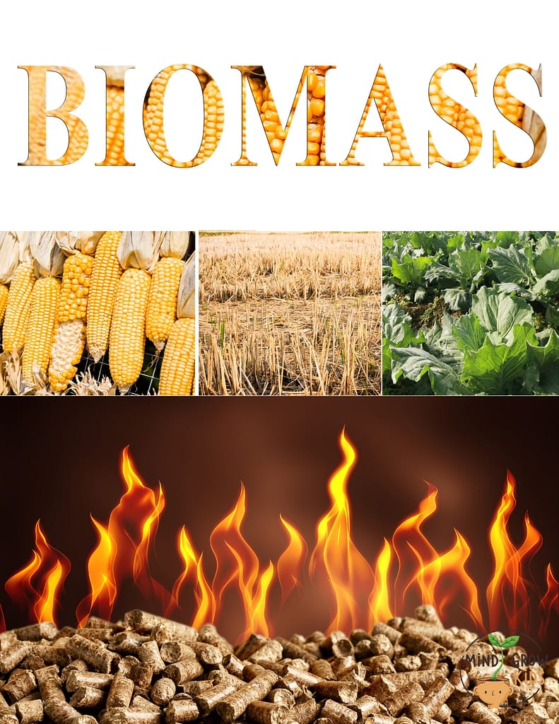 Biomass can be used directly as an energy source, or its waste can be used for this purpose